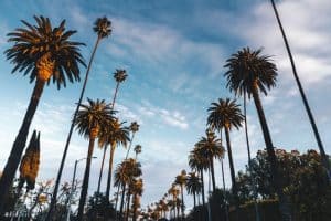 Tall palm trees lining a street against a blue sky