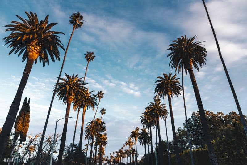 Tall palm trees lining a street against a blue sky